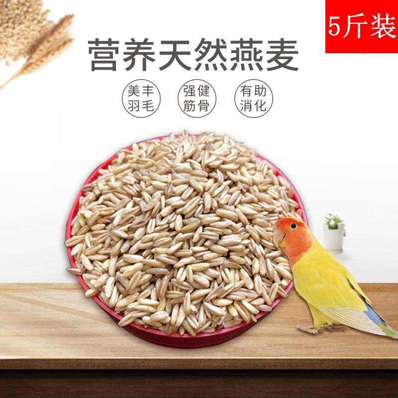 燕麦新粮鸟食玄凤虎皮鹦鹉饲料野麦雀麦燕麦米鸟粮鸽粮5斤装包邮,宠物/宠物食品及用品,鸟食,淘宝优惠券,粉丝福利购,淘宝优惠卷