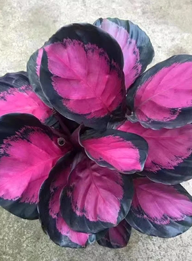 彩美丽竹芋盆栽丛生观叶绿植新手易养净化空气室内外装饰