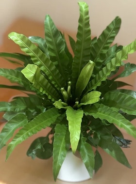 鸟巢蕨类绿植盆栽室内客厅装饰植物含盆易养护桌面摆件