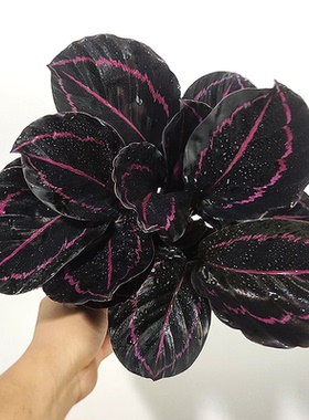 红美丽竹芋室内绿植盆栽易养护