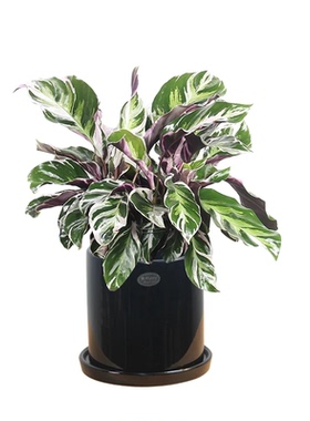 白油画竹芋盆栽室内观叶植物净化空气好养活新手绿植含盆白油画