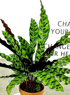 猫眼竹芋植物盆栽室内绿植新手易养净化空气小盆栽