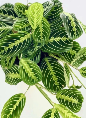 叶蝉竹芋盆栽室内净化空气办公桌面观叶植物四季常青好养