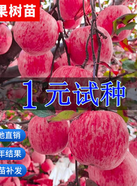 苹果树果苗嫁接红富士冰糖心南方北方种植盆栽地载矮化小苹果树苗