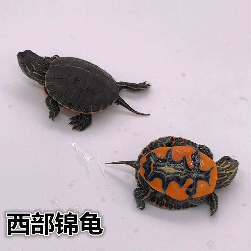 乌龟活体西部锦龟宠物龟观赏龟情侣龟红腹西锦深水龟健康活泼包邮