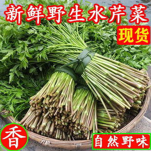 野生水芹菜现摘小叶健康农家野菜新鲜蔬菜5斤湖南种苗根特产装