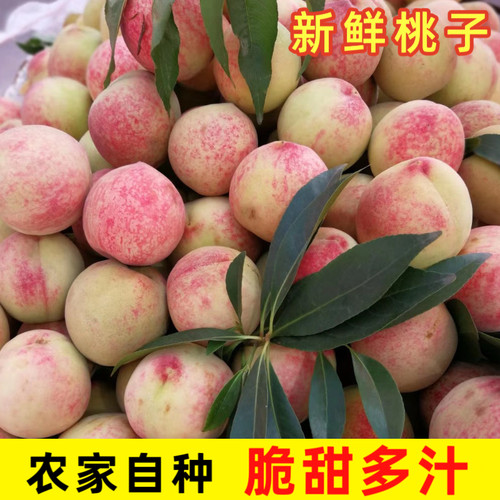 贵州桃子新鲜水蜜桃水果脆甜红桃子现摘桃应季四五月毛桃孕妇水果