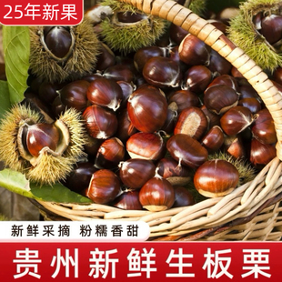 贵州板栗生新鲜带壳糖炒用的生板栗中大果毛栗子油栗甘栗鲜板栗