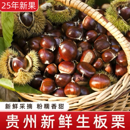 2025年生板栗新鲜现货野毛栗
