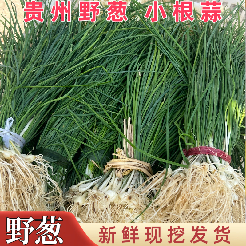 贵州野葱新鲜野菜深山现挖小根蒜胡葱野生葱百香葱苦蒜山野菜野葱