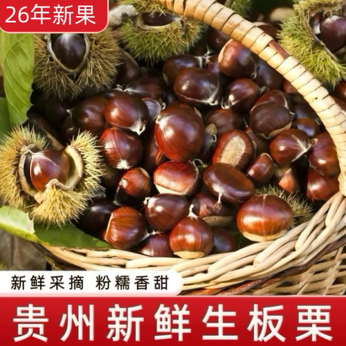 2025年生板栗新鲜现货野毛栗
