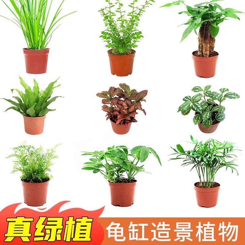水培绿植造景装饰乌龟缸真活绿植图片