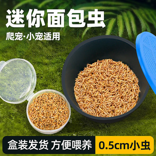 适合小宠食用的迷你面包虫开口虫