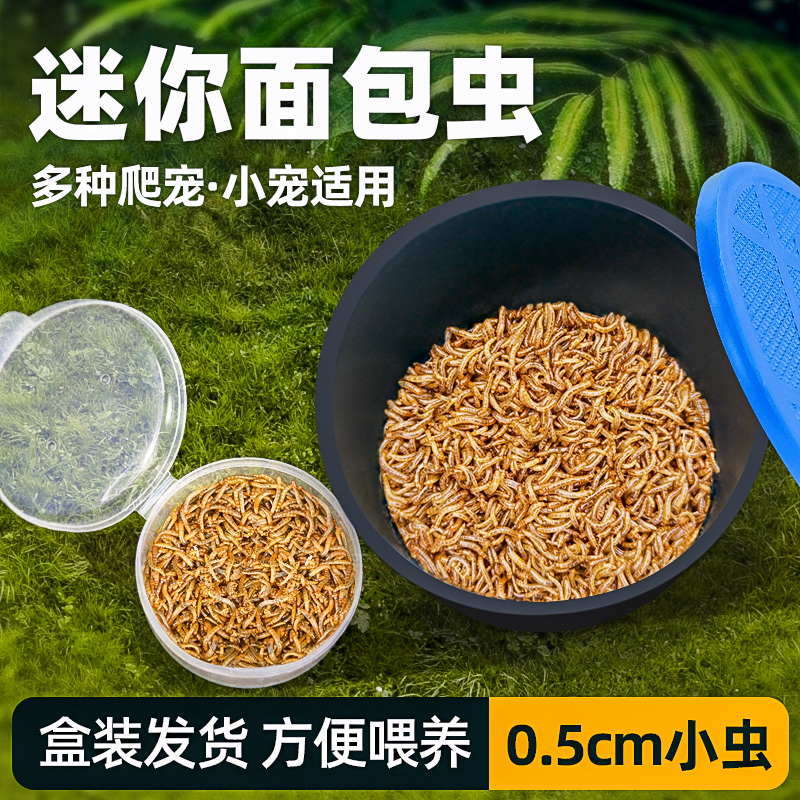 面包虫小活虫黄粉虫活体蜘蛛蝎子龟幼宠鸟食壁虎开口虫饵包邮盒装