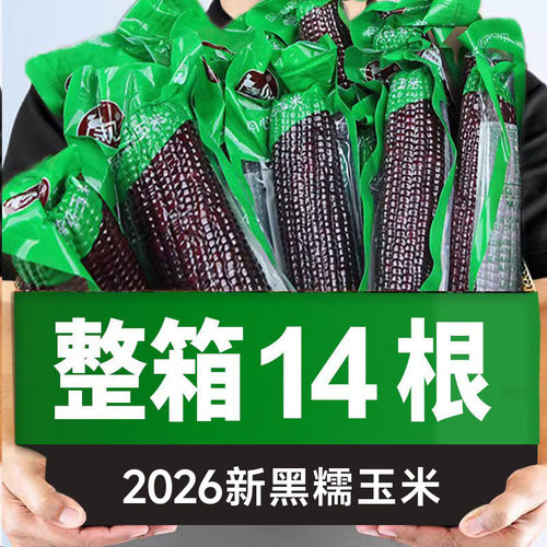 待见山西香甜软糯黑玉米