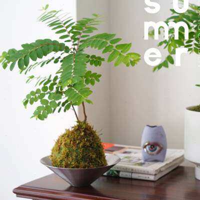 海南叶下珠 造型盆景 桌面小盆栽 绿植 观叶植物 禅意苔藓球 苔o.