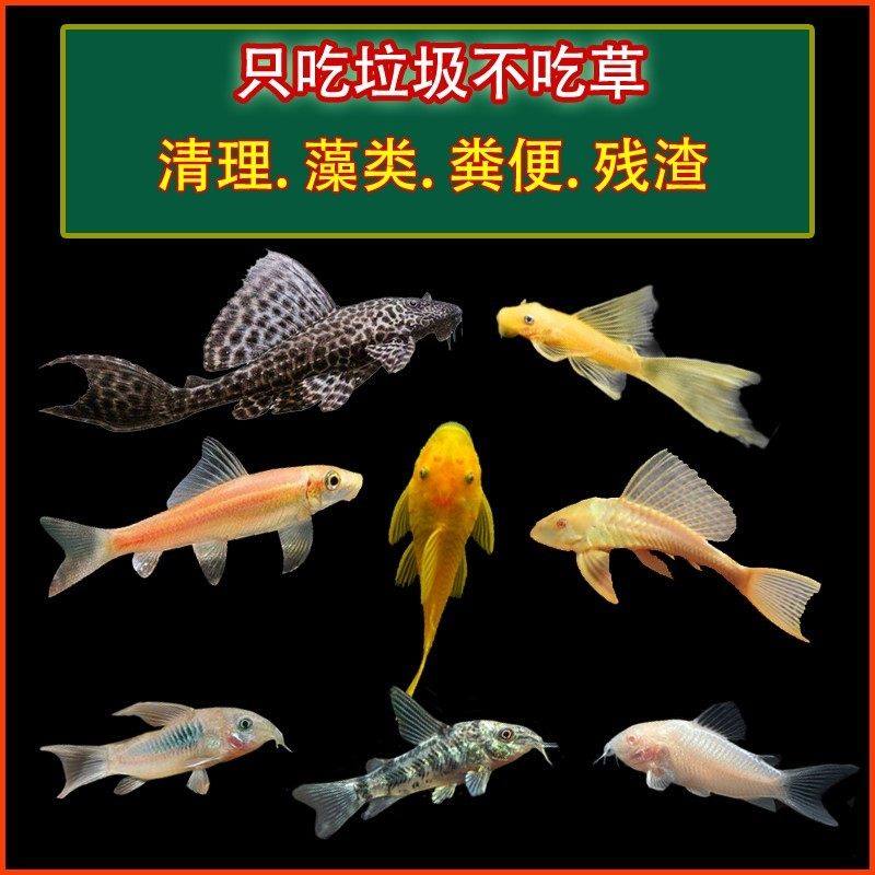 异型工具鱼皇冠直升机鱼底栖鱼草缸除藻清洁鱼黑魔神清道夫鱼