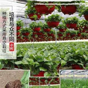 绿萝植物室内水养绿航绿萝阳台长藤爬藤大盆栽办公插绿萝整箱i.