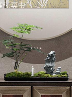 创意办公室摆件微景观文竹苔藓水培花盆景绿植客厅茶室桌面装饰品