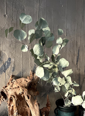 天然尤加利叶苹果叶干花花束真花家居民宿茶社软装饰北欧diy材料