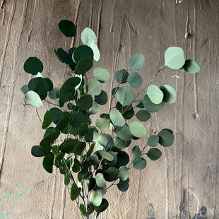 永生苹果圆叶尤加利叶干花花束真花桉树叶小米香樟果创意家居装饰