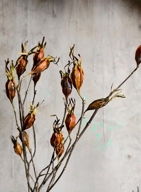 天然进口郁金香栀子果蔷薇果干花花束民宿复古装饰干果实插花搭配