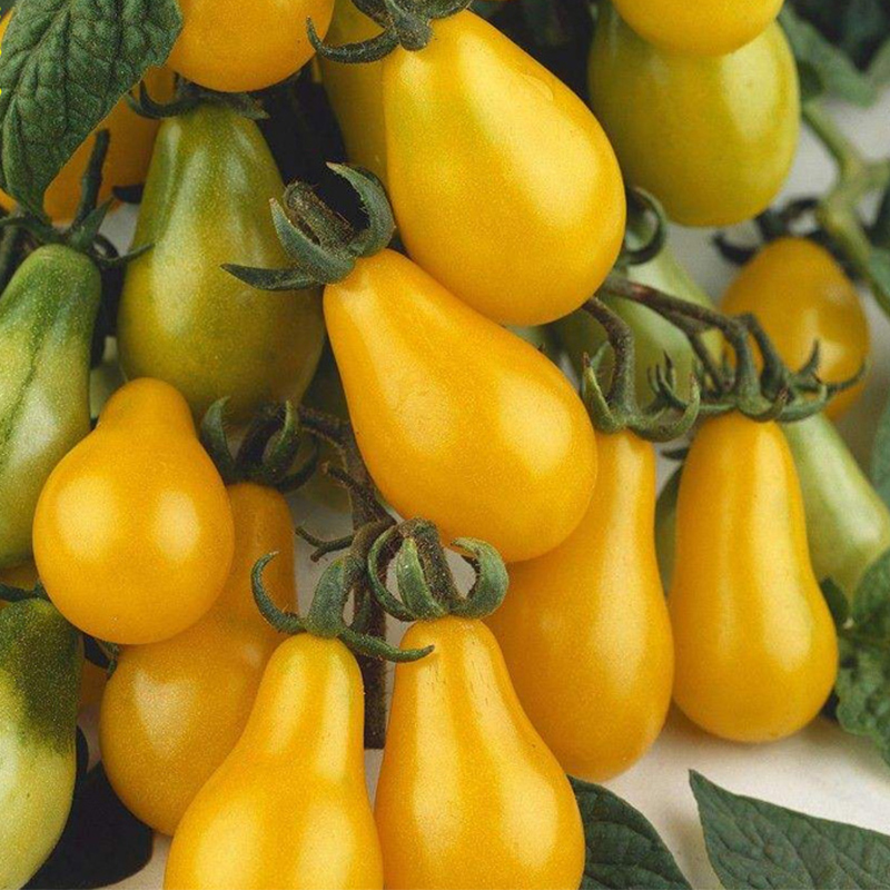 黄洋梨番茄种苗水果番茄种籽梨形樱桃番茄种子苗小西红柿种苗盆栽