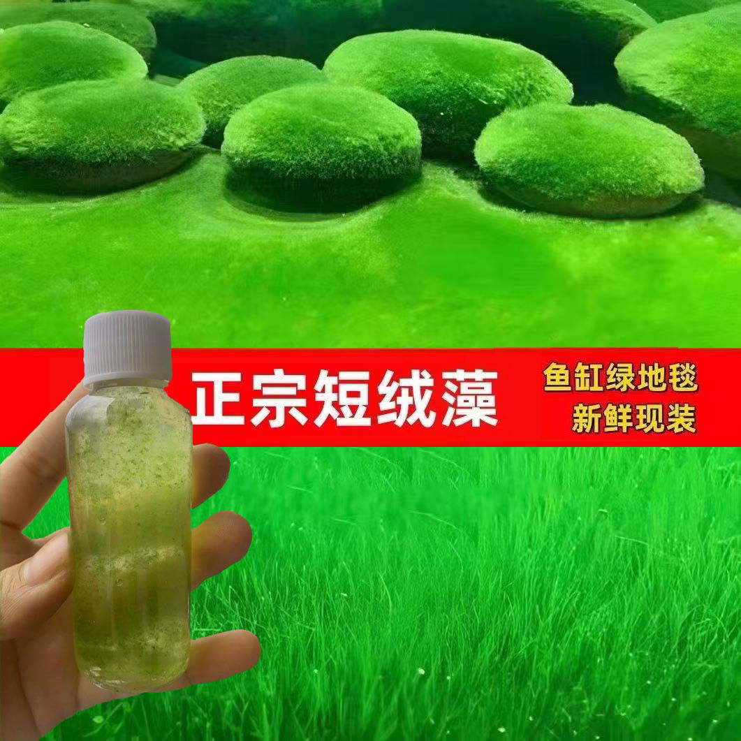 精品长短绒藻石藻种子绿藻石兰寿金鱼缸造景水草绿苔净化水质