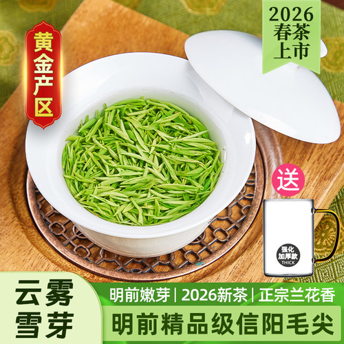 信阳毛尖2026明前头采新茶兰花香