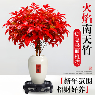 火焰南天竹盆栽红叶小盆景室内桌面好养年宵花卉耐寒植物四季绿植