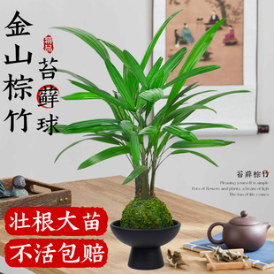 金山棕竹苔藓球水培植物富贵竹盆栽室内观叶禅意盆景客厅旺宅绿植