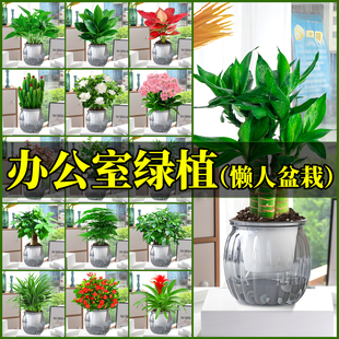 绿箩办公室桌面植物幼儿园小绿植盆栽发财树花卉内文昌竹水培好养