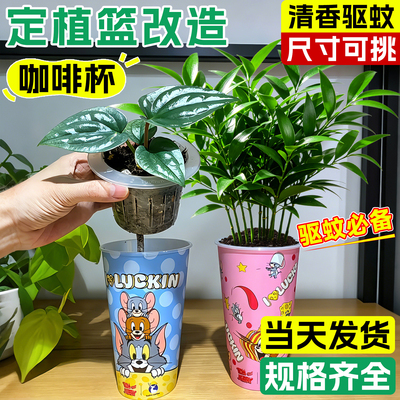 奶茶杯水培植物固根定植篮定植篮