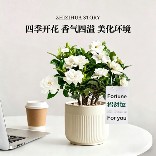 【当天发货】栀子花盆栽带花苞发