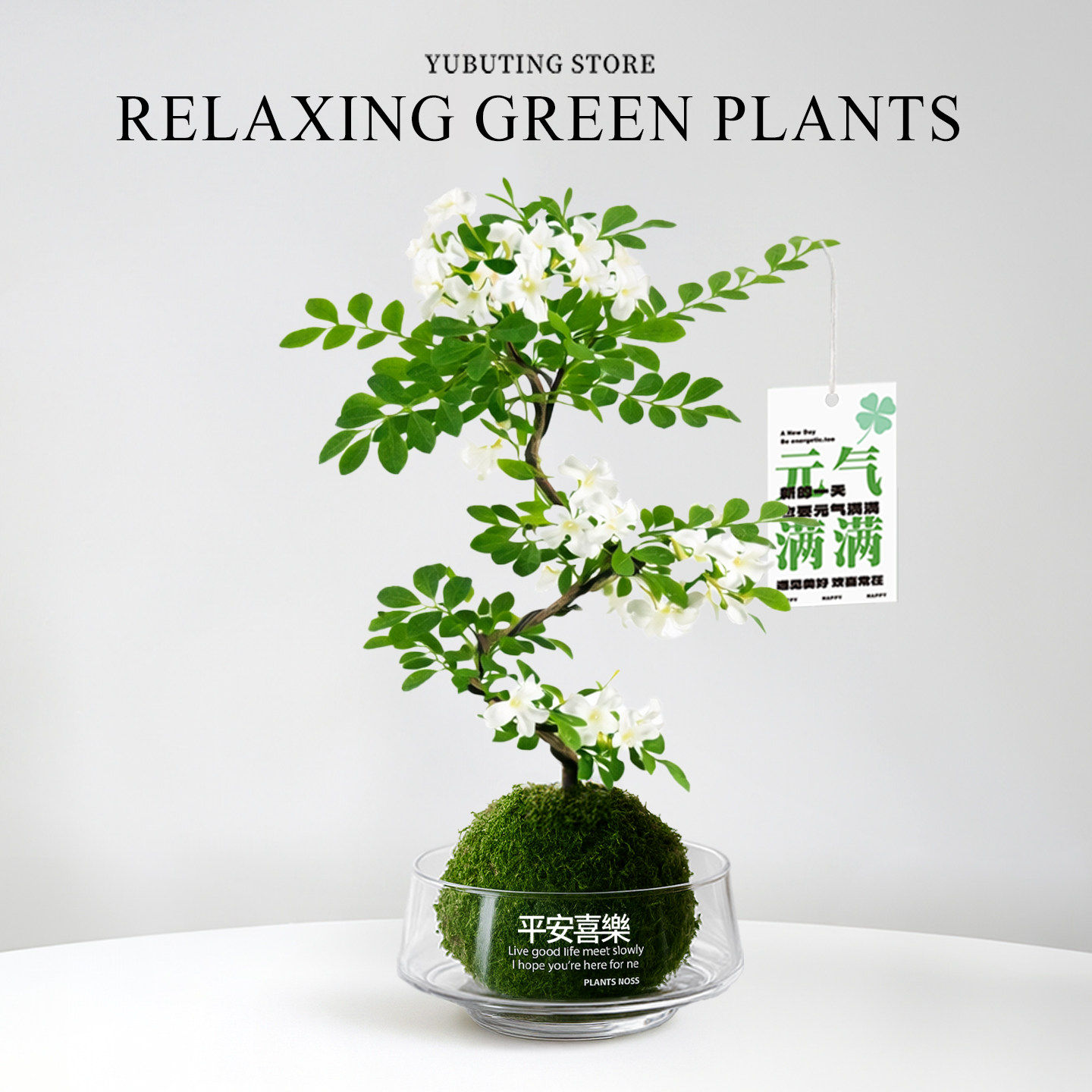 九里香盆栽水培植物室内花卉绿植老桩四季懒人好养办公室桌面盆景