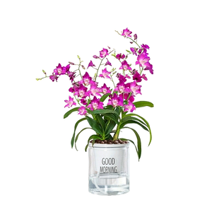 澳洲香水石斛兰耐寒带花苞泼墨紫蝶香水石斛室内外花卉盆栽