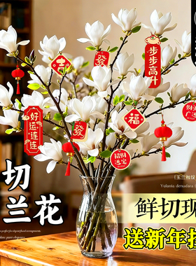水培植物玉兰花鲜切枝带花苞腊梅干枝雪柳鲜花卉室内好养四季开花