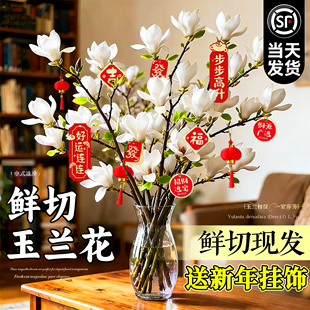 水培植物玉兰花鲜切枝带花苞腊梅干枝雪柳鲜花卉室内好养四季开花