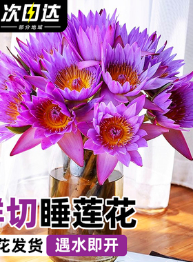 紫色睡莲鲜花云南基地直发鲜切花花束荷花莲花水培植物带花苞插花