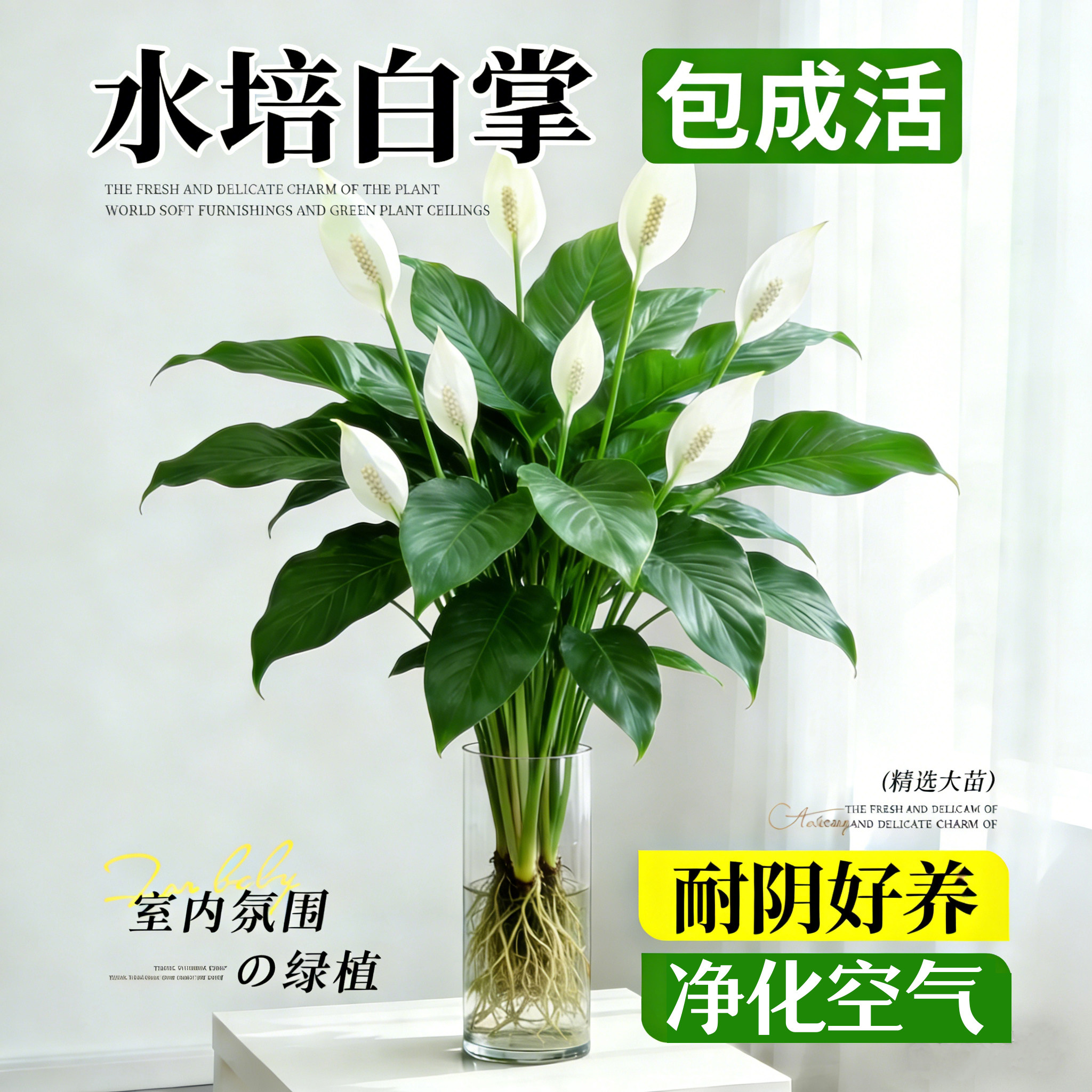 白掌一帆风顺盆栽办公室内花卉绿植客厅招财旺宅水培植物四季好养