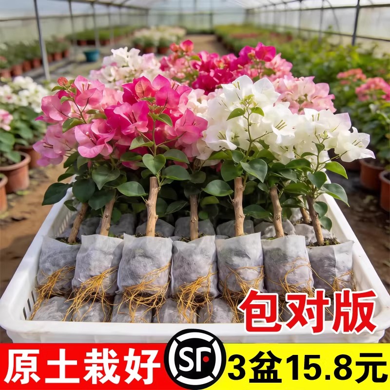 重瓣三角梅盆栽带花老桩大苗室内外爬藤植物红梅花卉四季多季开花图片