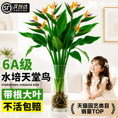 天堂鸟水培植物客厅绿植盆栽办公