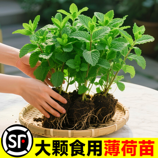 薄荷秧苗可食用室内植物盆栽水培柠檬薄荷叶迷迭香驱蚊草绿植好养