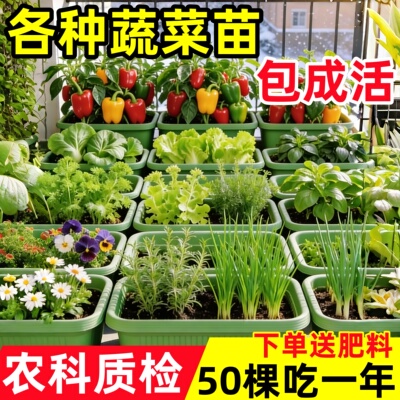 农科院各种蔬菜种子籽大全四季