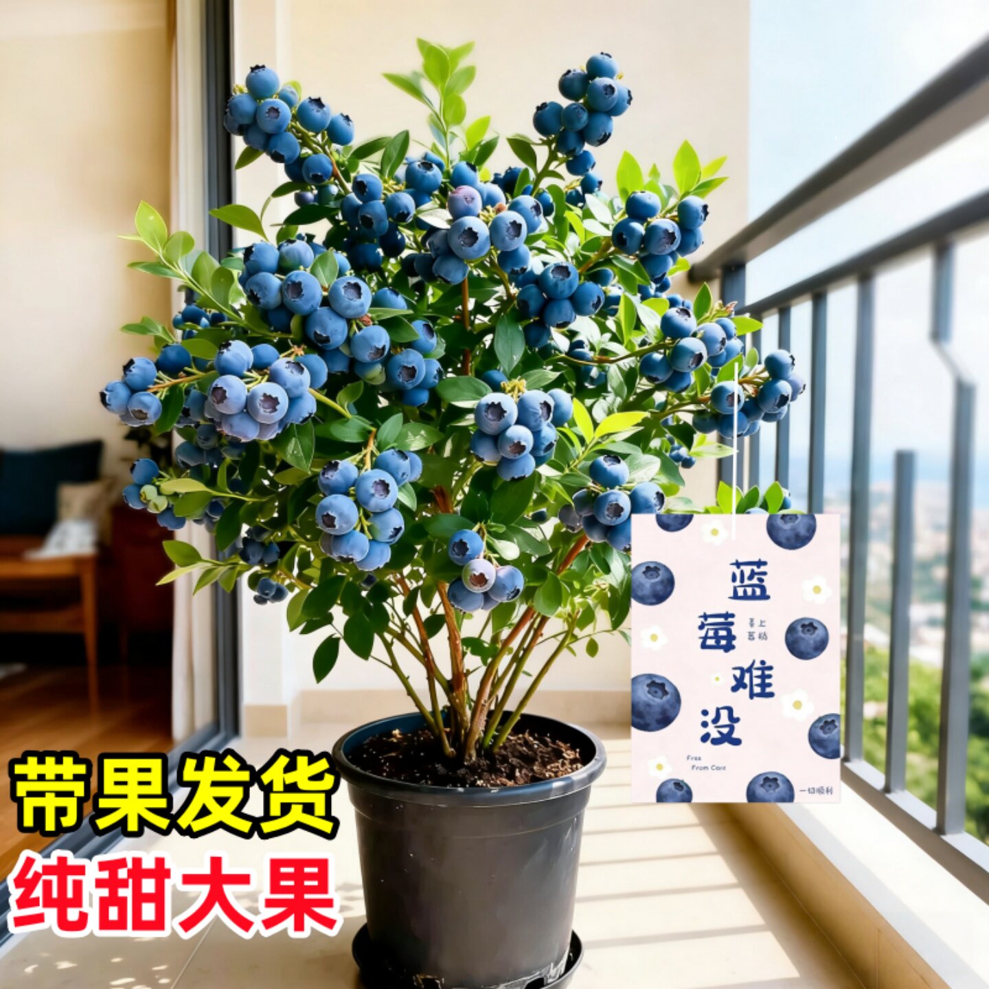 蓝莓树果苗盆栽花卉绿植物室内外阳台好养活四季南北方种植果树苗