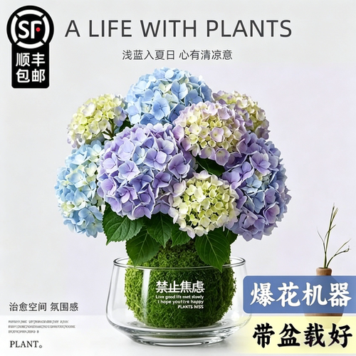 【全网热销10W+】水培绣球花苔藓
