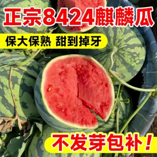 8424冰糖麒麟西瓜种籽南方无籽高产大西瓜四季西瓜苗秧甜瓜种苗子