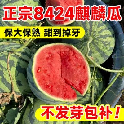 8424冰糖麒麟西瓜种籽