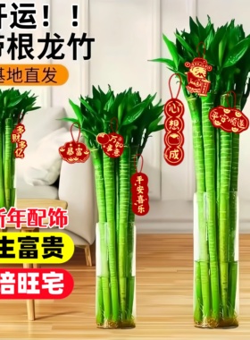 文昌竹4支金榜题名真正富贵竹水培带根花卉绿植物室内好养高端小