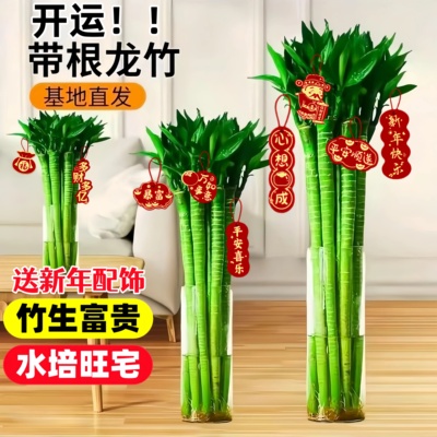 文昌竹4支金榜题名水培植物带根